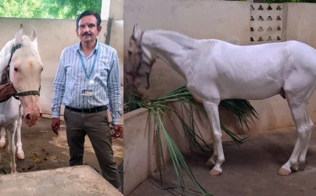 టీటీడీ గోశాలలో విషాదం.. విరాళంగా వచ్చిన మార్వాడి గుర్రం సేవకు ముందే మృతి